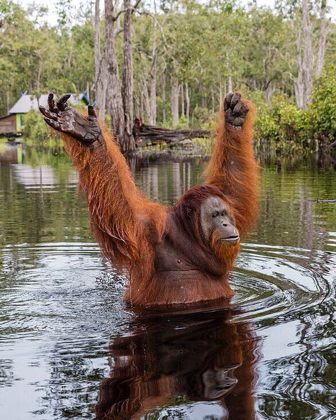 Bornean Orangutan (Pongo pygmaeus) / Ourang-outan de Bornéo / Image by robertharding from imageprofessionals.com Orangutan Photography, Borneo Orangutan, Bornean Orangutan, Sumatran Orangutan, Jungle Monkey, Endangered Wildlife, Zoology, Primates, Fantastic Beasts