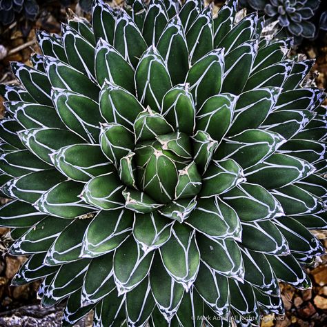 Cactus, Plants