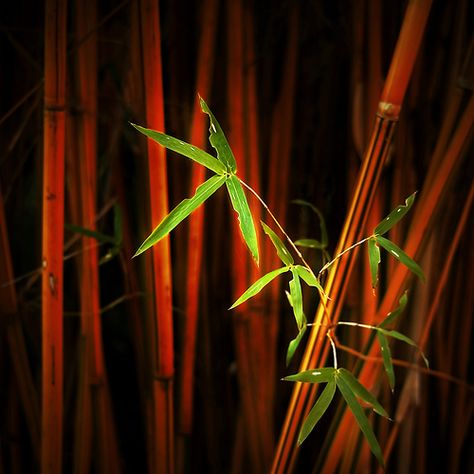 https://flic.kr/p/4kyAfX | somber light | no rules, no limitations, no boundaries it's like an art Bamboo Species, Bamboo Palm, Red Bamboo, Bamboo Canes, Japanese Colors, Bamboo Garden, Bamboo Fence, Bamboo Tree, Rock Garden Landscaping