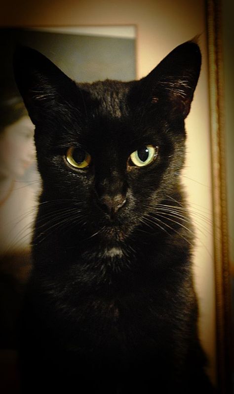 Black Siamese Cat, Staring Contest, Life On Earth, My Desk, Siamese Cats, Black Cats, Adorable Animals, Black Cat, Desk