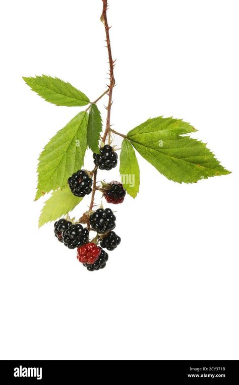 Download this stock image: Ripe blackberries on a branch isolated against white - 2CY371B from Alamy's library of millions of high resolution stock photos, illustrations and vectors. Blackberries Illustration, Blackberry Branch, Blackberry Tattoo, Blackberry Bramble, Image Processing, Blackberry, Print Images, White Background, Wild Flowers