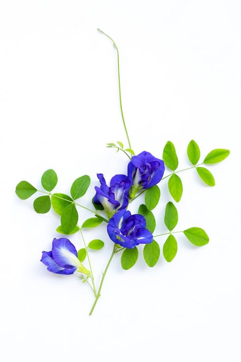 Premium Photo | Butterfly pea flower with leaves on white background. Butterfly Pea Flower Tattoo, Butterfly Blue Pea Flower, Bunga Telang Aesthetic, Clitoria Flower Tattoo, Butterfly Pea Plant, Blue Butterfly Flower, Blue Pea Flower, Blue Butterfly Pea Flower, Photo Butterfly