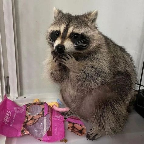 Maur Maur, Rare Albino Animals, Raccoon Family, Pet Raccoon, Korean Snacks, Cute Animal Memes, Cute Raccoon, Raccoon Funny, Trash Panda