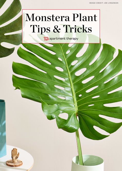 Monstera Plant Care, Propagation Tips, Plant Fertilizer, Plant Tips, Moss Covered, Plant Care Tips, Garden Vines, Crazy Plant Lady, Inside Plants