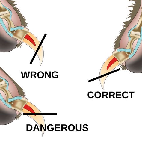 How to Make a Dog's Nail Quick Recede | PetHelpful Clipping Dog Nails, Cut Dog Nails, Trimming Dog Nails, Dog Grooming Diy, Meds For Dogs, Dog Remedies, Dog Grooming Tips, Dog Muzzle, Dog Health Tips