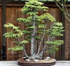 Clump style bonsai Cedar Bonsai, Forest Bonsai, Atlas Cedar, Bonsai Forest, Indoor Bonsai Tree, Tree Seedlings, Bonsai Styles, Japanese Bonsai, Indoor Bonsai