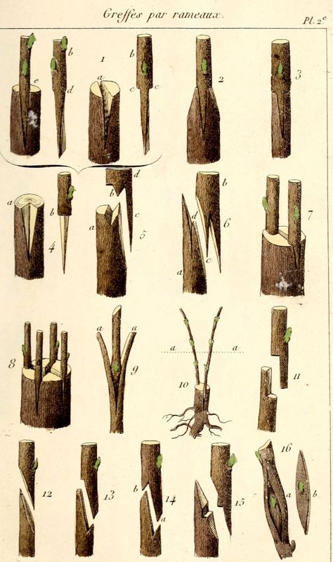 Grafting Fruit Trees, Tanaman Air, Garden Hacks Diy, Grafting Plants, Growing Fruit Trees, نباتات منزلية, Vegetable Garden Diy, Bonsai Plants, Vegetable Garden Design