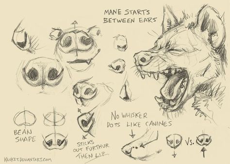 Hyena Sketch, Hyena Drawing, Wolf Anatomy, Werewolf Drawing, Canine Drawing, Dog Anatomy, Different Animals, Animal Study, Things To Draw