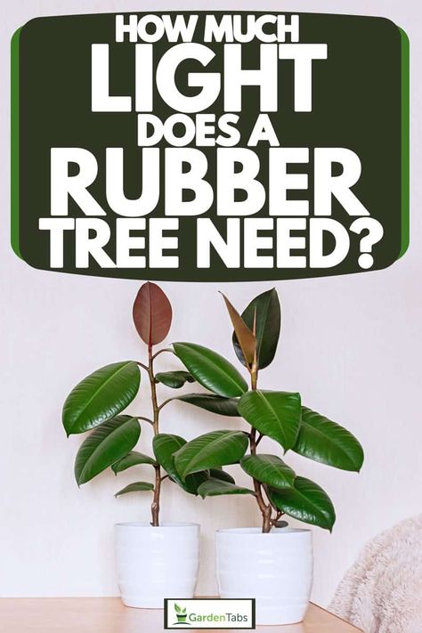 How Much Light Does A Rubber Tree Need? - Garden Tabs Tree Bedroom, Rubber Tree Plant, Popular House Plants, Ficus Elastica, Rubber Plant, Led Grow, Rubber Tree, Led Grow Lights, Plant Lighting