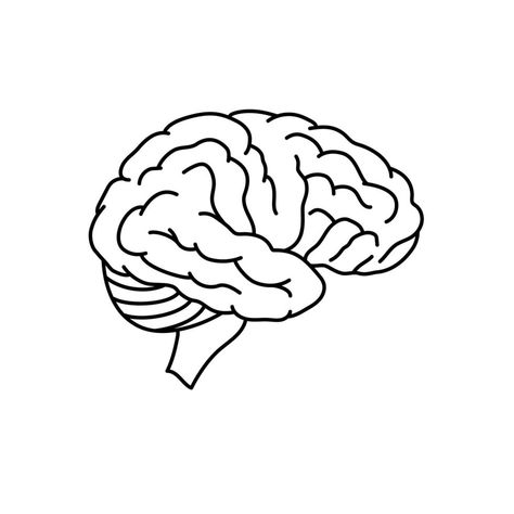 Brain Side View, Anatomy Side View, Brain Outline, Scales Art, Human Brain Anatomy, Brain Vector, Brain Exercises, Brain Drawing, Brain Anatomy