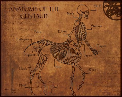 Anatomy of The Centaur by Shadowglove The Centaur, Psy Art, Mythical Beast, Mythological Creatures, Lungs, Magical Creatures, Narnia, Creature Design, A Horse