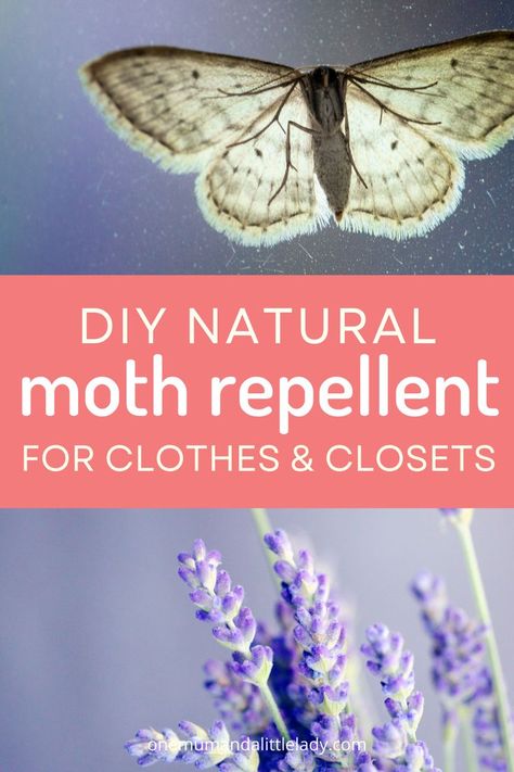 This easy 5 minute natural moth repellent for clothes uses the fragrant scents of lavendar, rosemary & thyme to help deter pesky clothes moths from munching on your favourite tops & jumpers... Moth Repellant Diy, Natural Moth Repellent, Moth Repellant Diy Spray, Moth Balls Uses For, Moths In Closet, Getting Rid Of Moths, Homemade Bug Repellent, Repellent Diy, Pantry Moths