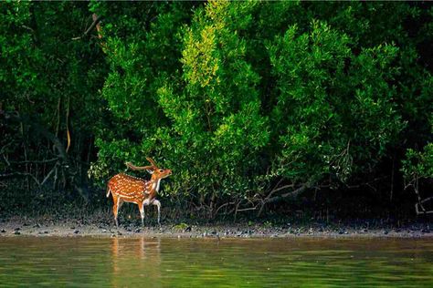 Bangladesh is one of the most beautiful countries around the world due to its unlimited natural beauty.  That's why we want to share with you a 7-days tour designed by Faisal Razu.   You'll enjoy seeing the wildlife and feeling the forest atmosphere. Find out more by clicking on the photo. #weddingsmap #iwpa #iwpa_association #bangladesh #bangladeshtour #tourinBangladesh #honeymooninBangladesh #tour #honeymoon #travel Forest Department, Endangered Wildlife, Wild Animals Pictures, Mangrove Forest, India Tour, Beaches In The World, Tour Packages, Unesco World Heritage Site, Unesco World Heritage