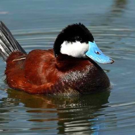 Ruddy Duck Oh I love ruddy ducks! Their bright blue bill and feet are adorable! They dive deep into the water to feed (which is funny to watch). Ruddy Duck, Duck Photography, Duck Breeds, Duck Photo, Duck Gifts, Waterfowl Hunting, Duck Decoys, A Duck, Duck Hunting