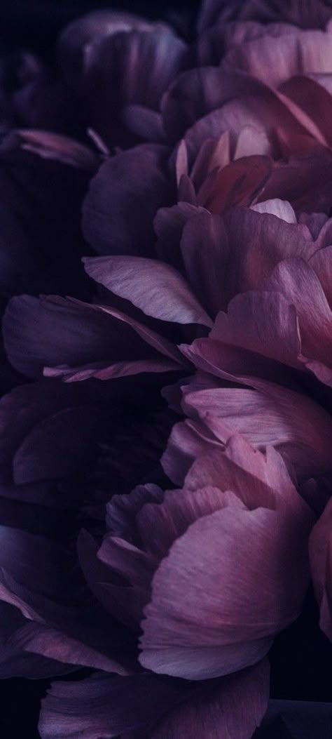 Violet Flower Wallpaper, Violet Flower Aesthetic, Violet Flowers Wallpaper, Dark Violet Background, Tree Wallpaper Iphone, Dark Purple Flowers, Deep Winter Colors, Violet Background, Purple Flowers Wallpaper