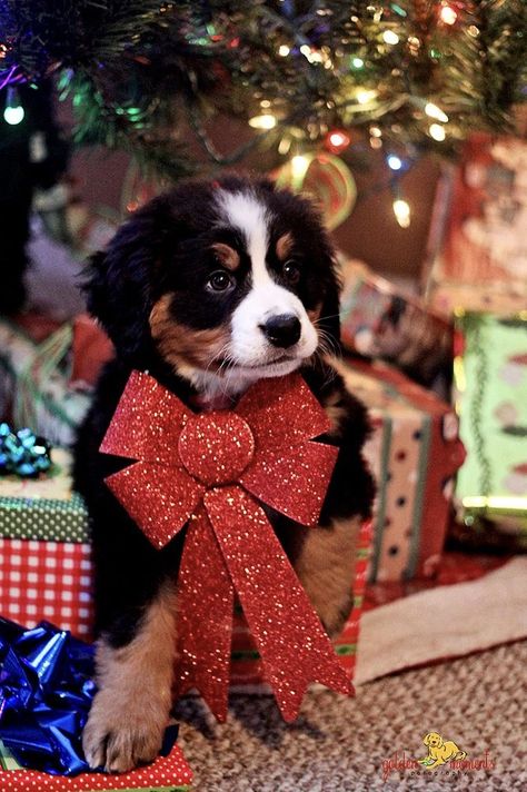 Bernese Mountain Dog Puppy, Labrador Retriever Puppies, Labrador Retrievers, Christmas Puppy, Pet Holiday, Bernese Mountain, Bernese Mountain Dog, Mountain Dogs, A Puppy