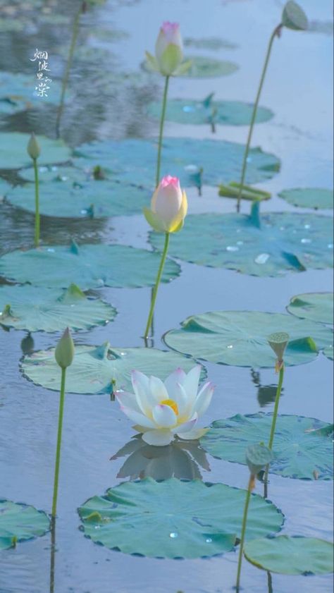 Nymphaea Lotus, Lotus Flower Pictures, Nothing But Flowers, Alam Yang Indah, Water Lily, Nature Aesthetic, Water Lilies, Scenery Wallpaper, Flower Pictures