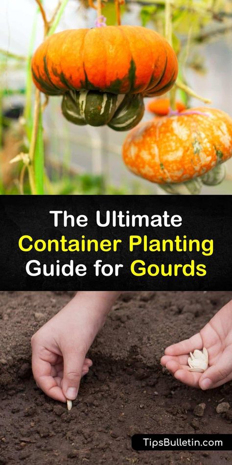 How To Grow Gourds, Growing Gourds From Seeds, Planting Gourds, Growing Gourds, Gourd Types, Gourds Diy, Birdhouse Gourds, Garden Tricks, Covered Backyard