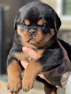 Angry Rottweiler, Rottweiler Aesthetic, Rottweiler Dog Puppy, Baby Rottweiler, Rottweiler Pictures, Rottweiler Dogs, Lover Anime, German Rottweiler, Painting Dogs