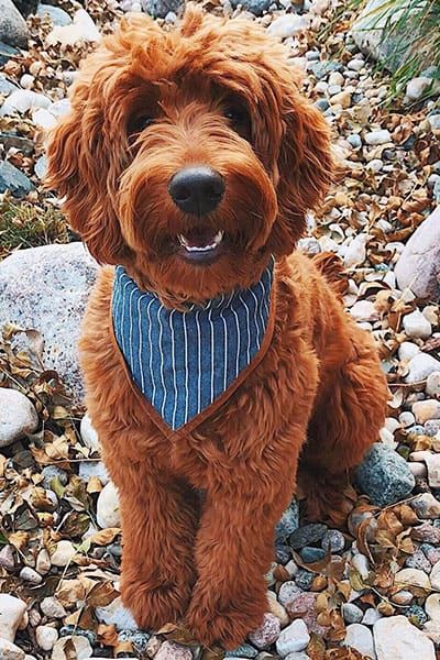 Goldendoodle Full Grown, F1 Goldendoodle, Medium Goldendoodle, Goldendoodle Haircuts, Red Goldendoodle, Goldendoodle Miniature, Goldendoodle Grooming, Mini Goldendoodle Puppies, Puppy Grooming