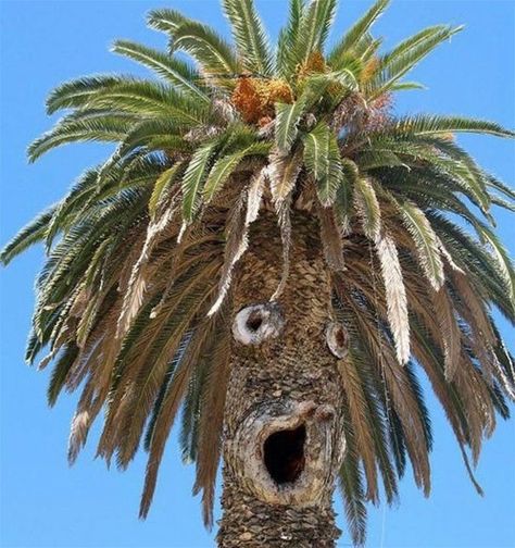 Palmera Graciosa ¿Vicente Van Coco ArtAttack? Tree Puns, Unusual Trees, Funny Baby Images, Boom Kunst, Things With Faces, American Funny Videos, Weird Trees, Funny Dog Photos, Tree Faces