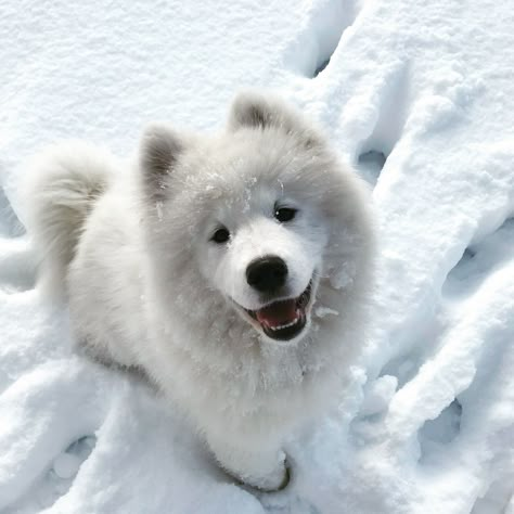 Samoyed Samoyed Puppies, Cute Teacup Puppies, Samoyed Dog, Big Dog Breeds, Samoyed Puppy, Very Cute Puppies, Samoyed Dogs, Super Cute Puppies, Therapy Animals