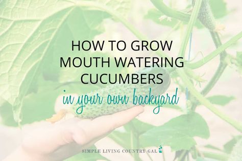 Cucumber Planting, Cucumber Growing, How To Store Cucumbers, How To Grow Cucumbers, Grow Cucumbers, Cucumber Beetles, When To Plant, Cucumber Plant, Growing Cucumbers