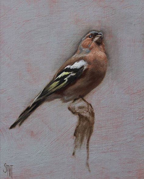 Inspiration Painting on Instagram: “Sarah Margaret Gibson @sarah.margaret.gibson.art | Portrait of a Chaffinch . . #sarahmargaretgibson #oilonpanel #oiloncanvaspainting…” Realist Painting, Chaffinch, Baroque Painting, Instagram Portrait, Animal Portraits Art, Bird Paintings, Oil Painting Texture, Inspiration Painting, Animal Portraits