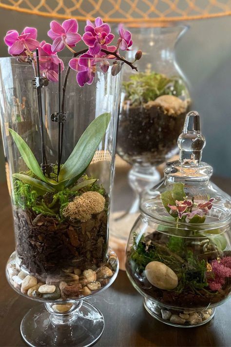 Step By Step Terrarium Diy, Apothecary Jar Terrarium, Terrarium Centerpiece Ideas, Succulent In Glass Vase, Planting In Glass Containers, Wine Glass Terrarium, Orchid In Glass Container, Diy Large Terrarium, Glass Teraniums Diy