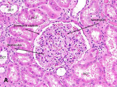 Urinary System Histology, Kidney Histology, Tissue Biology, Heart Circulation, Histology Slides, Urinary System, Microscopic Photography, Studying Medicine, Medicine Notes