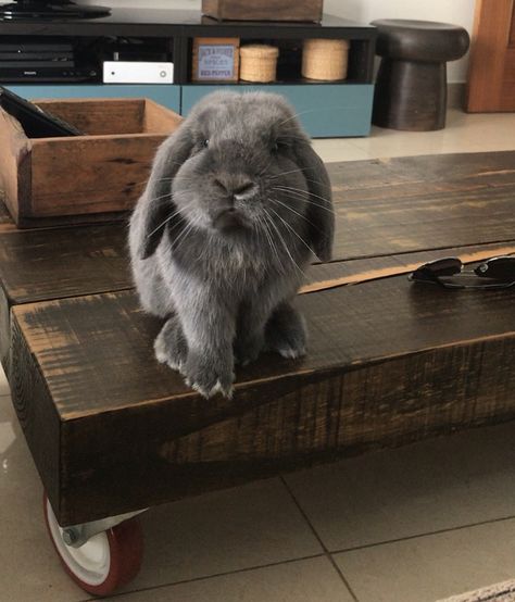 Grey Holland Lop Bunny, Mini Lop Bunnies, Mini Lop Rabbit, Lop Bunnies, Holland Lop Bunnies, Lop Bunny, Bunny Aesthetic, Mini Lop, Cute Bunny Pictures