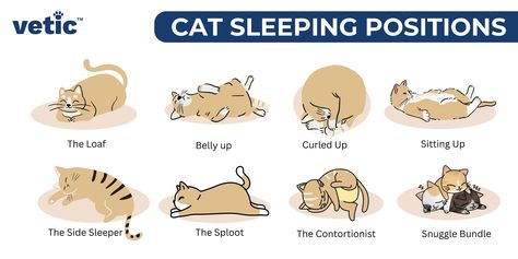 20 Cat Sleeping Positions and What They Mean Cat Sleeping Positions Meaning, Cat Stretching, Sleeping Positions, Cat Behavior, Cat Sleeping, Persian Cat, Cat Nap, All About Cats, Cat Pin