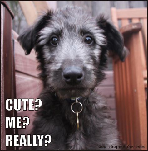 Turkish Van, Scottish Deerhound, Great Scot, Afghan Hound, Irish Wolfhound, Dog Face, Nature Animals, Beautiful Dogs, Mans Best Friend