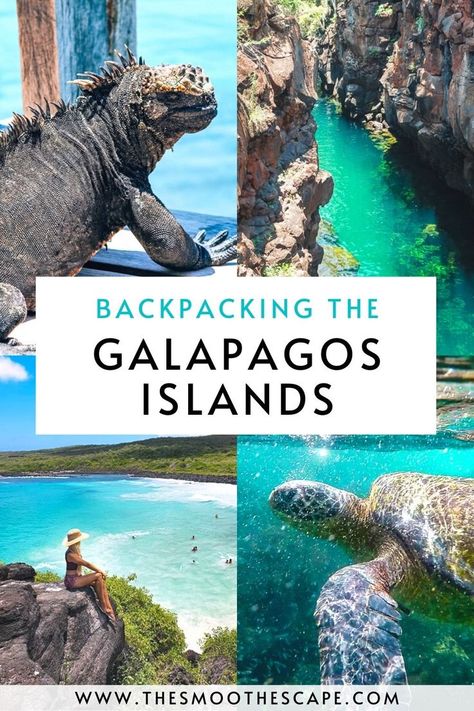 Galapagos Islands Travel, Galapagos Ecuador, Backpacking South America, Instagram Places, Ecuador Travel, Island Destinations, Quito Ecuador, Galapagos Islands, American Travel