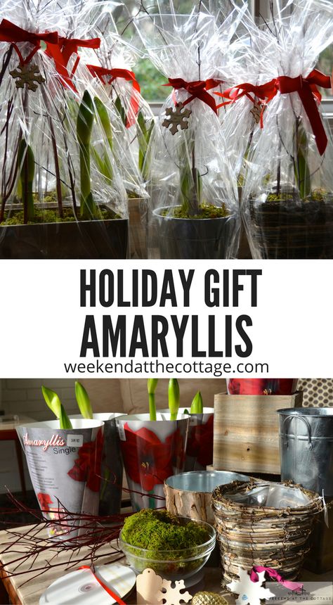 Amaryllis Gift Ideas, Amaryllis Bulbs Christmas, Amaryllis Flower Arrangement, Leca Plants, Amaryllis Arrangement Christmas, Flower Amaryllis, Nail Designs Flowers, Art Flower Wallpaper, Christmas Amaryllis