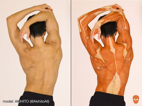 남성 근육, Human Anatomy Reference, Human Back, Human Body Anatomy, Human Anatomy Drawing, Muscle Anatomy, Human Anatomy Art, Anatomy Poses, Anatomy For Artists