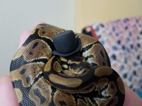 Cute baby ball python in a hat.  His name is boop noodle <3 Snakes With Hats, Ball Python Care, Baby Ball Python, Pet Halloween Costume, Pet Aesthetic, Snake Terrarium, Bearded Dragon Cute, Meme Art, Pretty Snakes