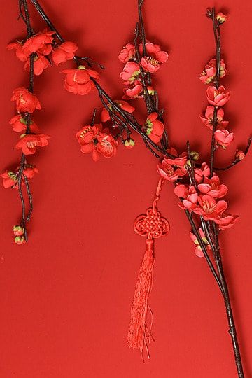 spring festival red plum blossom chinese knot blank background material Spring Background Images, Bsd Aesthetic, Martha Behamfil, Red Plum Blossom, Japanese Plum, Blessing Bags, Apricot Blossom, Blank Background, Spring Red