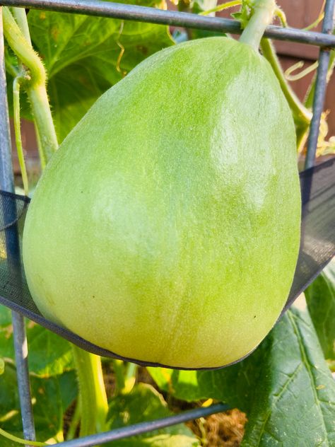 #honeydew #melon #trellis #garden #freshfruit #Vining Honey Dew Melon, Honey Dew, Honeydew, Melon, Honey, Fruit