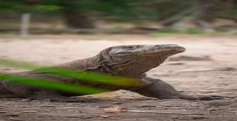 Pulau Komodo, Komodo Dragons, Lizard Species, Big Lizard, Large Lizards, Labuan Bajo, Komodo National Park, Komodo Island, Komodo Dragon