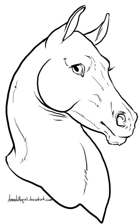 Lineart Horse Head Front View, Horse Face Drawing, Head Front View, Horse Head Drawing, Realistic Animal Drawings, Equine Artwork, Horse Sketch, Horse Anatomy, Warrior Cats Fan Art