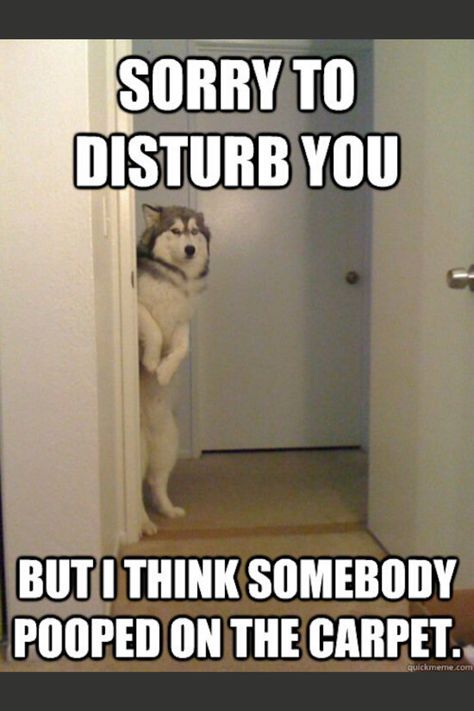 Sorry to disturb you but I think somebody pooped in the carpet.. Funny Dog Memes, Funny Animal Quotes, A Husky, Bad Dreams, Funny Dog Pictures, 웃긴 사진, Memes Humor, Animal Quotes, Funny Animal Pictures