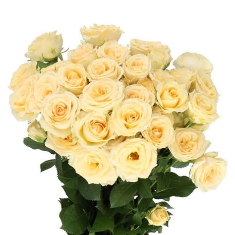 ROSE SPRAY SALINERO 50cm is a beautiful Salmon/Cream multi-headed rose. NB. As with standard roses the rule of thumb is - the longer the stem, the larger the flower blooms. Standard Roses, Miniature Roses, Dutch Flowers, Rose Spray, Rose Thorns, Rose Varieties, Flower Bucket, Florist Supplies, Flowers Delivered