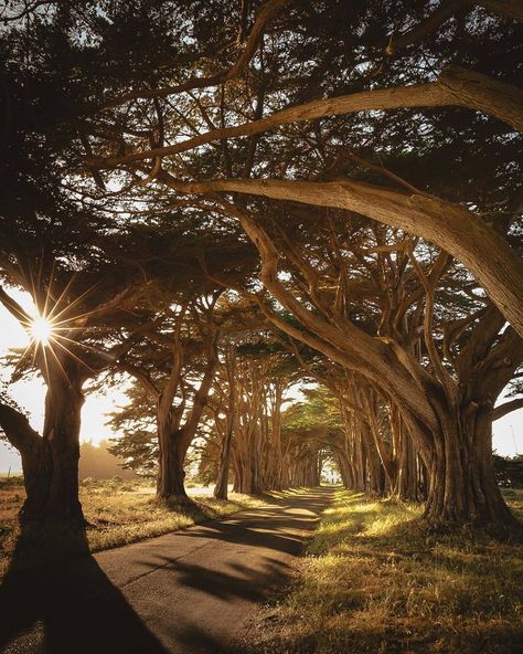 Cyprus Tree, Cypress Tree Tunnel, Cyprus Trees, Tree Tunnel, Earth Pictures, Marin County, Cypress Trees, California Photography, Destination Voyage