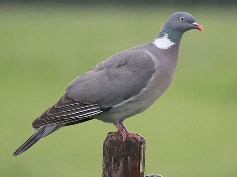 Wood Pigeon, Dove Pigeon, British Wildlife, Mallard Duck, Bird Photo, Colorful Birds, Bird Garden, Bird Photography, Bird Species