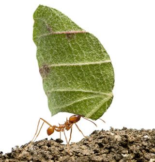 Leafcutter Ant, Rubber Tree Plant, Ant Colony, Computers Tablets And Accessories, Seal Pup, Animal References, Rubber Tree, White Background Photo, Natural Forms