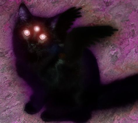 U And Me, Spooky Cats, Black Cat, On Twitter, Purple, Twitter, Black