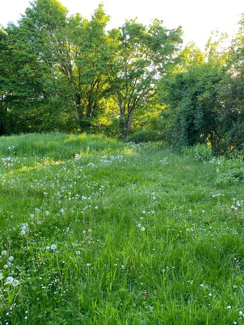 What Is Peace, Wild Flower Meadow, English Summer, Outdoor Aesthetic, Forest Photos, Forest Background, Forest View, Forest Road, Nature Aesthetic