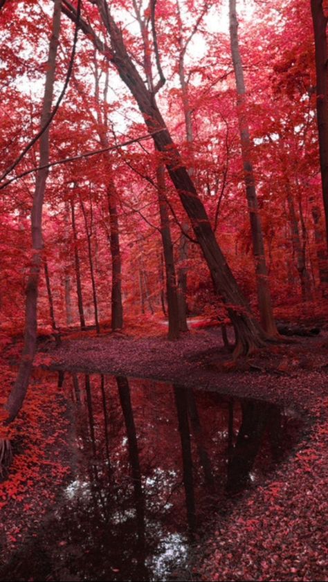 Maroon Aesthetic, Germany Frankfurt, Red Trees, Seattle Usa, Red Tree, Autumn Scenery, Red Wallpaper, Red Aesthetic, Zurich