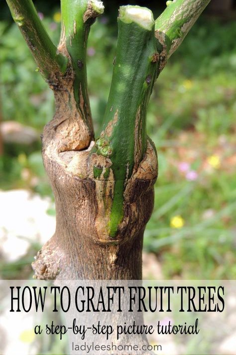 Tree Grafting, Grafting Fruit Trees, Grafting Plants, Nut Trees, Growing Fruit Trees, Homestead Gardens, Plant Propagation, Organic Gardening Tips, Growing Fruit